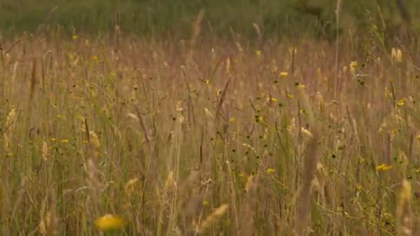Uzun Otlar Kır Çiçekleri Ngiliz Çayırında Yetişiyor Yavaş Çekim Seçici — Stok video