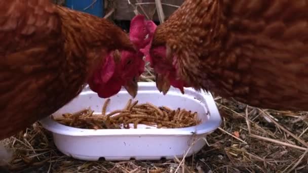 Landwirt Füttert Hühnermehlwürmer Zeitlupe Shot Selektiver Fokus — Stockvideo