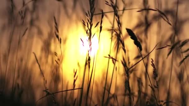 Lång Gräs Växande Siluett Gyllene Sommar Solnedgång Medium Slow Motion — Stockvideo