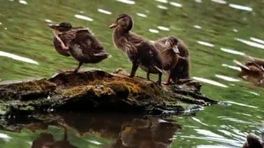 Ördek yavrusu olan ördek ailesi, su içinde bir kütüğün üzerinde yavaş çekim odaklı, seçici bir odak noktası.