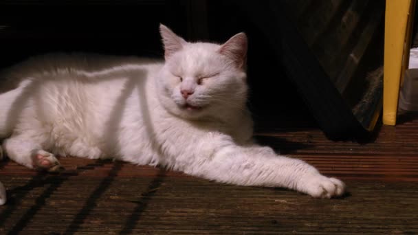 Λευκή Γάτα Κοιμάται Στη Σκιά Μέσο Zoom Shot Επιλεκτική Εστίαση — Αρχείο Βίντεο