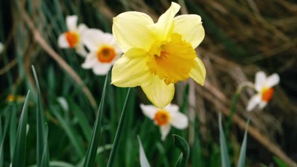 Påsklilja Narcissus Blomma Växer Skogspark Våren Närbild Slow Motion Skott — Stockvideo