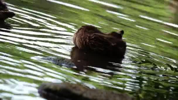 Duckling Grooming Water Side Close Shot Shot Slow Motion Shot — Stock Video