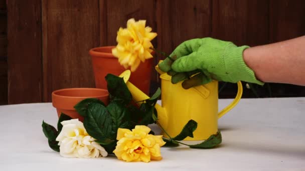 Tuinier Plaatst Gele Roos Buurt Van Gieter Plant Potten Slow — Stockvideo