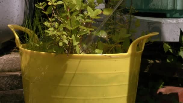 园丁用软管浇灌花园中慢动作变焦选择焦点 — 图库视频影像