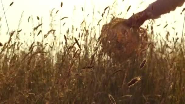 Woman Walking Bright Tall Grass Meadow Zoom Slow Motion Medium — Stock Video