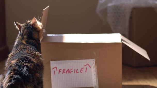 Μετακίνηση Στο Σπίτι Κατοικίδιο Ζώο Γάτα Snoozing Μπροστά Από Κουτιά — Αρχείο Βίντεο
