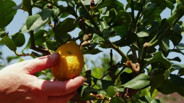 Fruit Picker Hand Inspecteert Citroen Fruitboom Medium Schot Slow Motion — Stockvideo