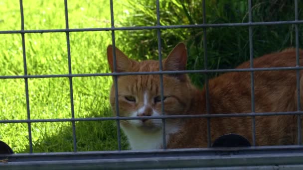 Ginger Διάσωσης Γάτα Κλουβί Αναμονής Έγκριση Μέσο Zoom Shot Επιλεκτική — Αρχείο Βίντεο