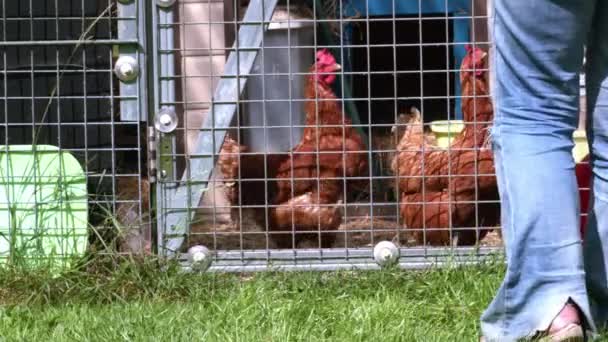 養鶏鶏肉ワイドスローモーション4Kショット選択フォーカス — ストック動画