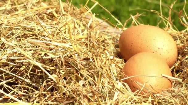 Frisch Gelegte Eier Heu Nahaufnahme Zoomaufnahme Selektiver Fokus — Stockvideo