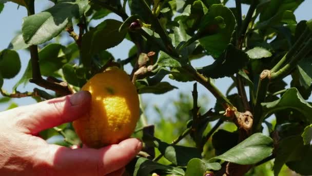 Fruit Picker Hand Inspecteert Citroen Fruitboom Medium Zoom Schot Slow — Stockvideo