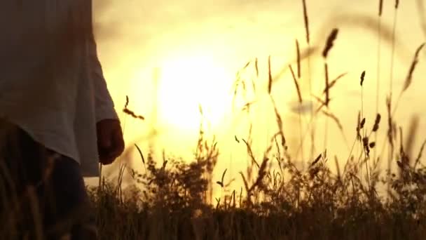 Woman Enjoying Nature Walk Summer Sunshine Meadow Sunset Sunshine Meadow — Stock Video