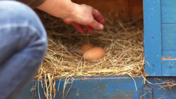 鶏小屋中4Kショット選択的な焦点から新鮮な乳卵を収集する — ストック動画