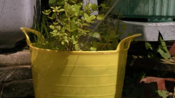 Gardener Χρησιμοποιεί Σωλήνα Στο Νερό Κήπο Μέτρια Αργή Κίνηση Επιλεκτική — Αρχείο Βίντεο