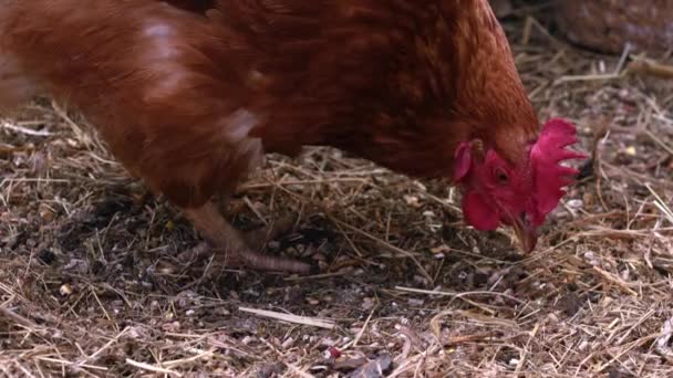 Free Range Hen Farmyard Pecking Food Slow Motion Shot Selective — Wideo stockowe