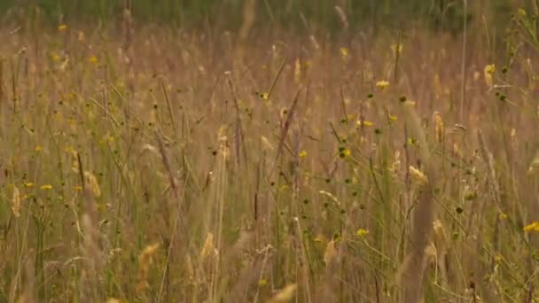 Wysoka Trawa Dzikie Kwiaty Rośnie Angielski Łąka Szeroki Zoom Powolny — Wideo stockowe