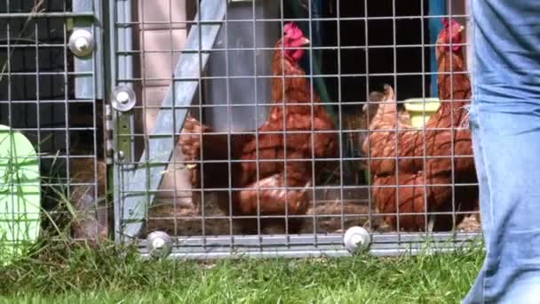 Farmer Feeding Hens Chicken Coup Medium Zoom Shot Selective Focus — Stock Video