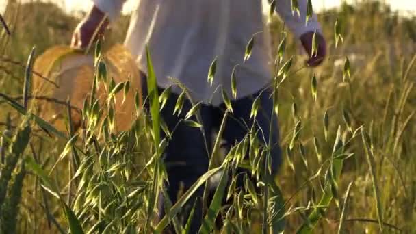 Yulaf Tarlasında Hasır Şapkalı Kadın Orta Boy Zoom Yavaş Çekim — Stok video