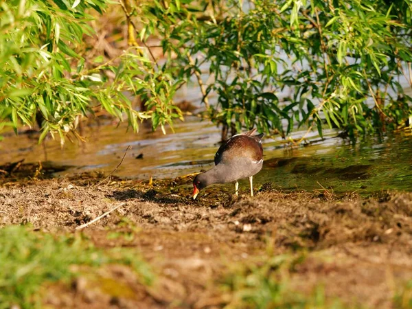 British Moorhen Birds Gather Nesting Lake Waterside Wide Shot Selective — Stock Photo, Image