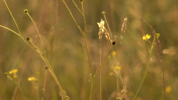 Högt Gräs Och Vilda Blommor Växer Engelska Äng Närbild Zoom — Stockvideo