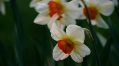 İlkbaharda Woodland Park 'ta yetişen nergis çiçeği 4k makro yavaş çekim seçici odak noktasını kapat