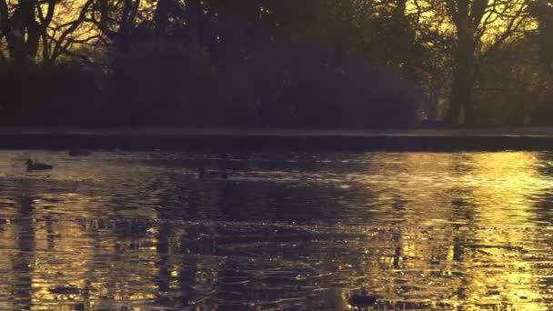 Kaczki Pływać Staw Park Złoty Zachód Słońca Sylwetka Szeroki Panning — Wideo stockowe