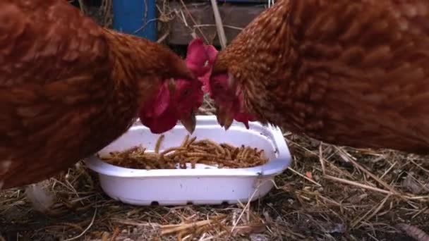 Sepasang Ayam Memakan Cacing Mealworm Gerak Lambat Tembakan Fokus Selektif — Stok Video