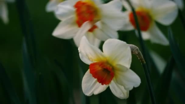 Daffodil Narcissus 공원에서 자라는 클로즈업 매크로 슬로우 선택적인 — 비디오