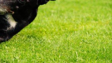 Yeşil çimlerin üzerinde dinlenen tazı köpeği. Orta boy. 4k yavaş çekim seçici odaklanma.