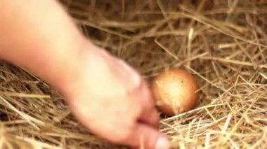 Tavuk kümesinden taze yumurtalar topluyorum. 4K seçici odak noktası.
