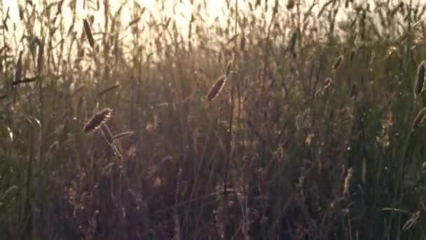 Uzun Otlar Kır Çiçekleri Ngiliz Çayırlarında Yetişiyor Yavaş Çekim Seçici — Stok video