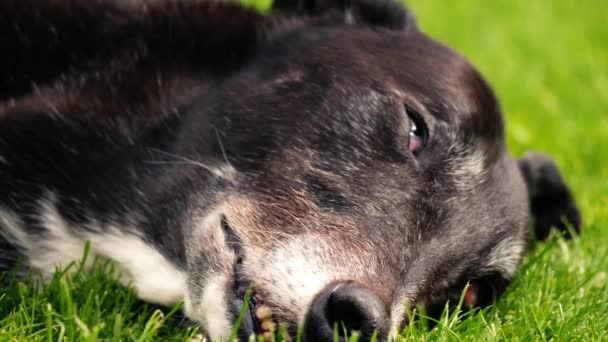 Greyhound Hund Vilar Grönt Gräs Gräsmatta Medium Skott Zoom Slow — Stockvideo