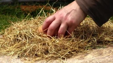 Tavuk kümesinden taze yumurtalar topluyorum. 4K seçici odak noktası.