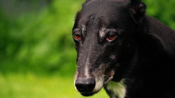 Greyhound Cão Cara Cheirando Olha Para Câmera Retrato Close Câmera — Vídeo de Stock