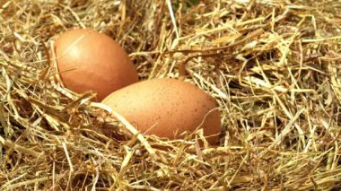 Tavuk kümesinden yeni çıkmış yumurtaları topluyorum. 4K 'lık seçici odaklanma alanı yakın.