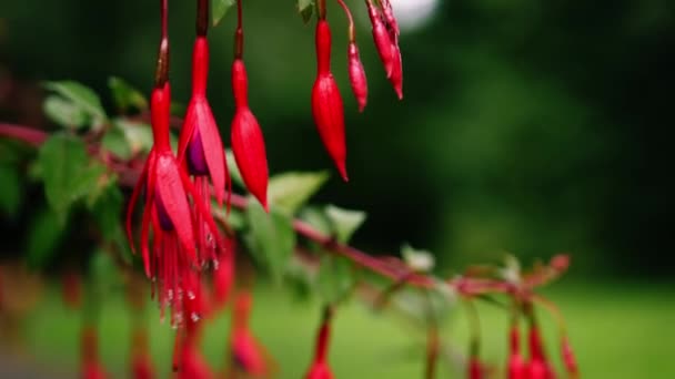 Fuchsia Λουλούδια Πράσινο Φόντο Μέσο Zoom Shot Επιλεκτική Εστίαση — Αρχείο Βίντεο
