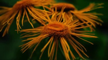  İngiliz yaz bahçesinde dev Fleabane portakal çiçekleri. Makro 4K yakın çekim seçici odak noktası. 
