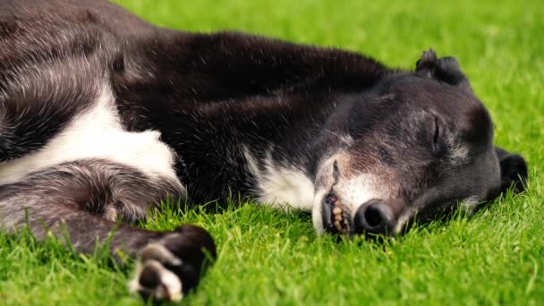 Greyhound Cão Descansando Grama Verde Gramado Médio Tiro Câmera Lenta — Vídeo de Stock