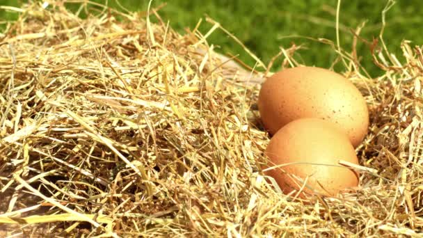 干し草の豊富に敷かれた鶏卵 4Kの遅い動きの選択的な焦点を閉じる — ストック動画