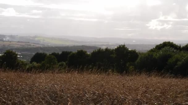 Pole Pšenice Krajinou Yorkshire Pozadí Dolly Výstřel Selektivní Zaměření — Stock video