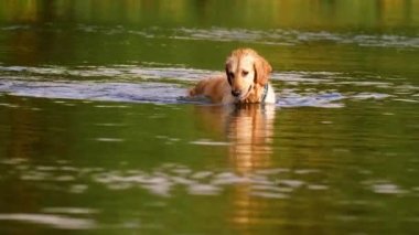 Golden Labrador Retriever köpek oyunu ve su sıçratma 4K yavaş çekim seçici odak