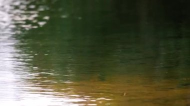 Gölde hafif dalgalanmalar... 4k... yavaş çekim seçici odak noktası.