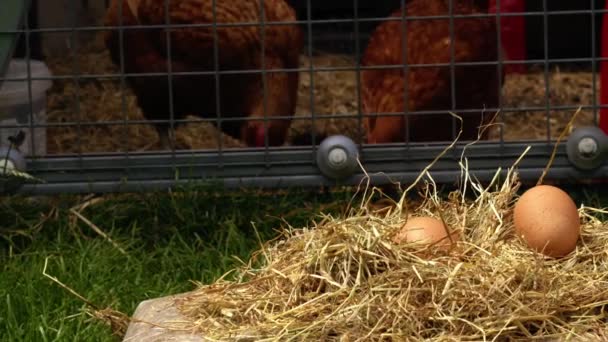 鶏小屋の中のズームショットスローモーション選択的な焦点で放牧鶏と豊富に敷かれた卵 — ストック動画