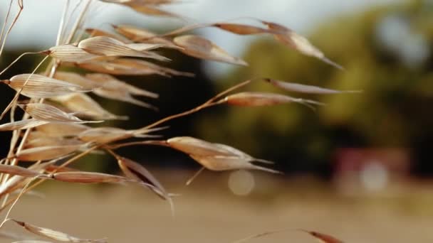 Gyllene Havre Bris Landskap Bakgrund Zoom Slow Motion Selektivt Fokus — Stockvideo