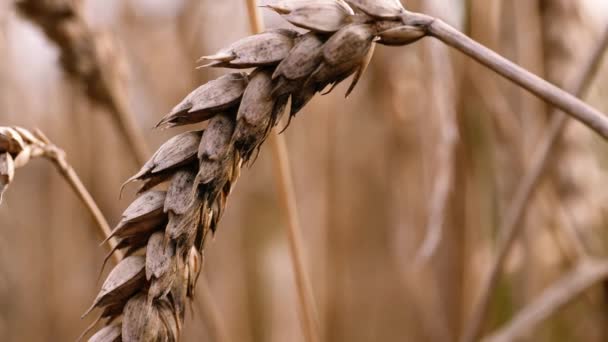 Zralá Pšenice Zemědělci Pole Zavřít Makro Zoom Záběr Zpomalený Pohyb — Stock video