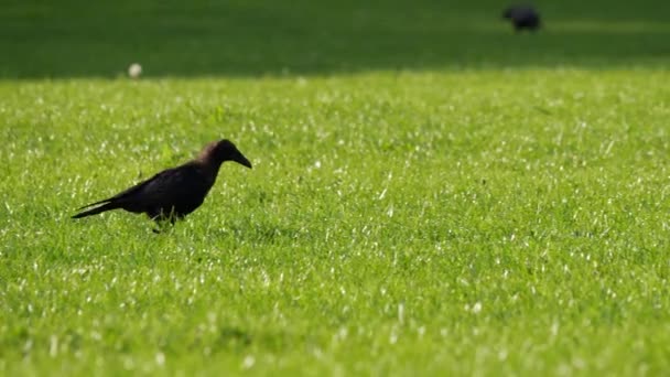 Cuervo Saltando Través Césped Hierba Verde Busca Alimentos Seguimiento Medio — Vídeo de stock