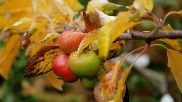 Jablka Visí Stromě Podzim Zavřít Zpomalení Výstřel Selektivní Ostření — Stock video