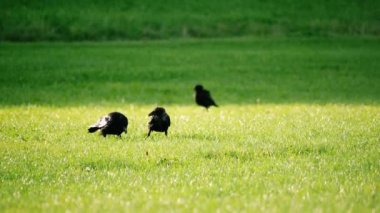 Kargalar yeşil çimlerde yemek için kavga ediyorlar yiyecek arıyorlar zoom yavaş çekim seçici odaklanma