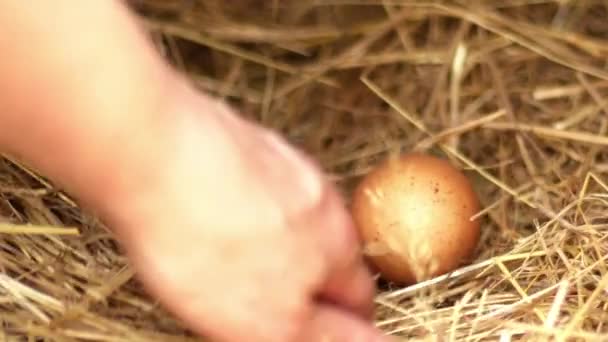 鶏小屋の中型ズームショット選択的な焦点から新鮮な乳卵を収集する — ストック動画
